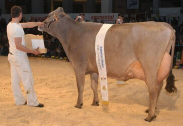 Brown Swiss Eros LEBUNIA, Schausiegerin IGBS 2007