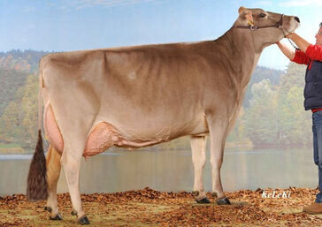 Brown Swiss Macky MIRANDA